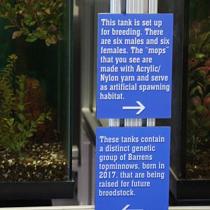 Barrens Topminnow Breeding Sign