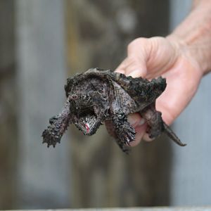 Common Snapping Turtle