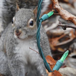Eastern Grey Squirrel