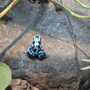 Blue poison frog