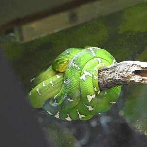 Green python (unknown)