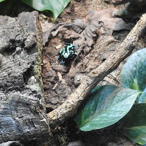 Green poison frog