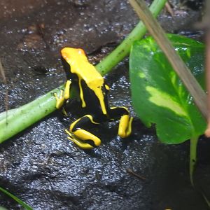 Yellow and black poison frog