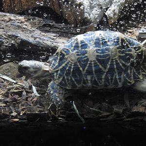 Indian star tortoise