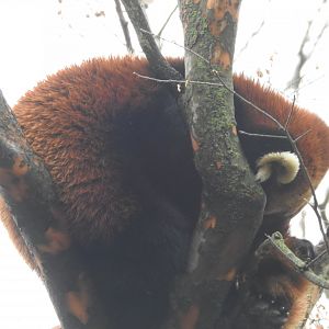 Red Panda snoozing in the tree