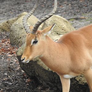 Unidentified antelope species, African Plains exhibit