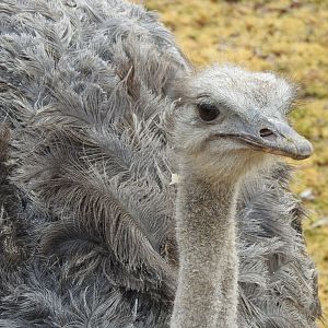 Ostrich at the African Plains