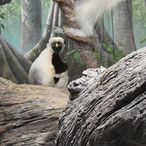 Coquerel's sifaka specimen