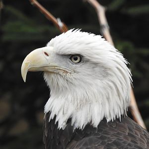 Bald Eagle, 2019