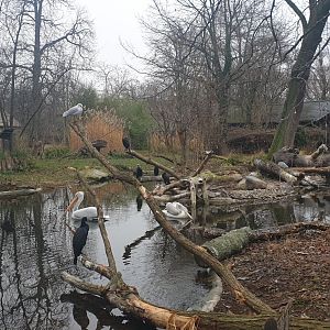 Dalmatian pelican, Cormorant