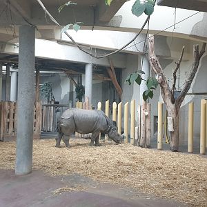 One-horned Rhino, Rhino Park indoor