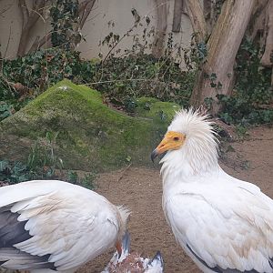 Western Egyptian vulture