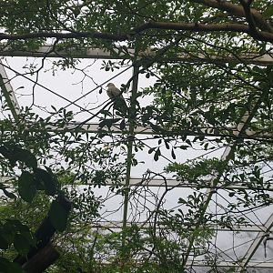 Imperial Pigeon, Rainforest