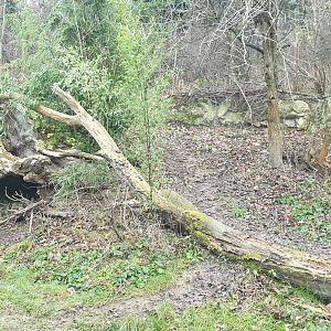 Spectacled Bear enclosure