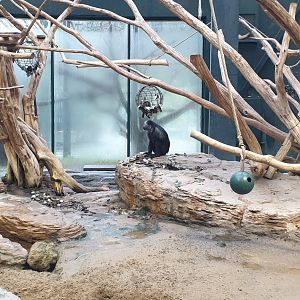 King Colobus/Meerkat exhibit, Monkey house