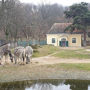 Grant`s zebra