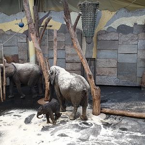 African Elephant Park, Indoor