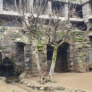 Walktrough Northern bald ibis Aviary