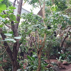 South America, Bird House