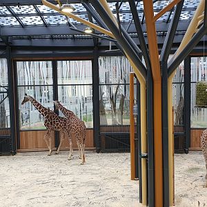 Reticulated giraffe, Giraffe house