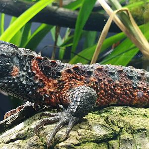 Chinese crocodile lizard