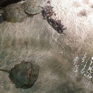 Horseshoe Crab