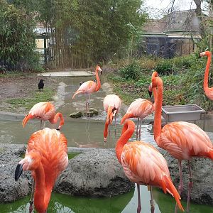 Caribbean flamingo