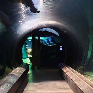 Aquarium/Terarium Tunnel
