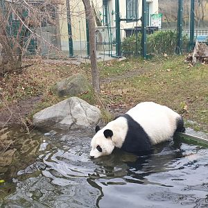 Giant Panda