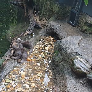 Asian small-clawed otter, Rainforest
