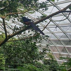 Rainforest, White-rumped shama