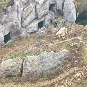Polar Bear, Franz Joseph Land complex