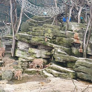 Barbary macaque /Barbary sheep exhibit