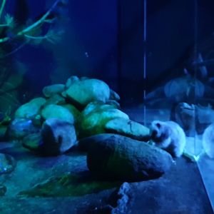 Northern Luzon giant cloud rat  and  Gambian giant pouched rat neighbor enclosures, Rat house