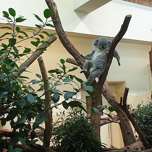 Koala house