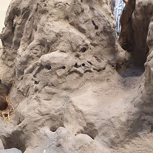 Von der Decken's hornbill/East African dwarf mongoose, East-African house