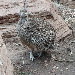 Crested elegant tinamou