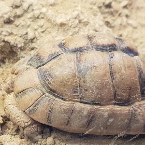 Egyptian tortoise