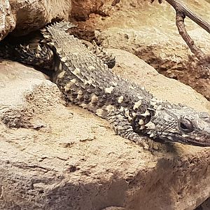 Warren's girdle-tailed lizard