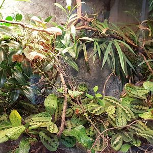 Chameleon enclosure