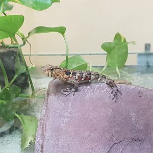 Juvenile Chinese crocodile-tailed lizard