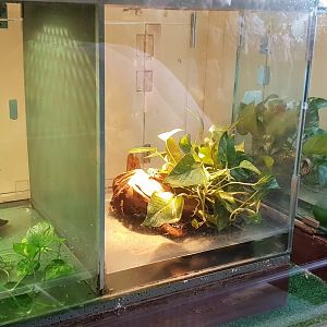 Raising-enclosures Crocodile-tailed lizards