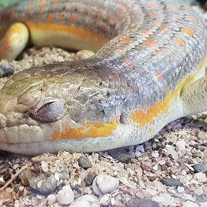 Schneider's skink - Eumeces schneideri