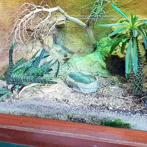 Enclosure Schneider's skink