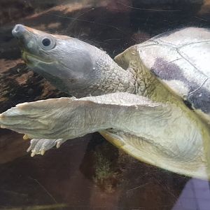 Malaysian painted terrapin
