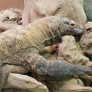 Komodo dragon