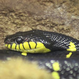 Mangrove snake