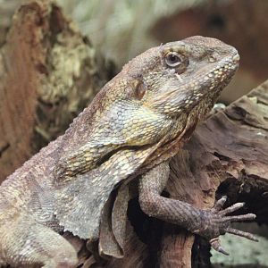 Frill-necked lizard