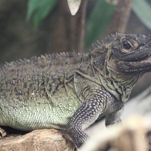 Philippine sailfin lizard