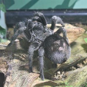 Brazilian Black Tarantula (Grammostola pulchra)